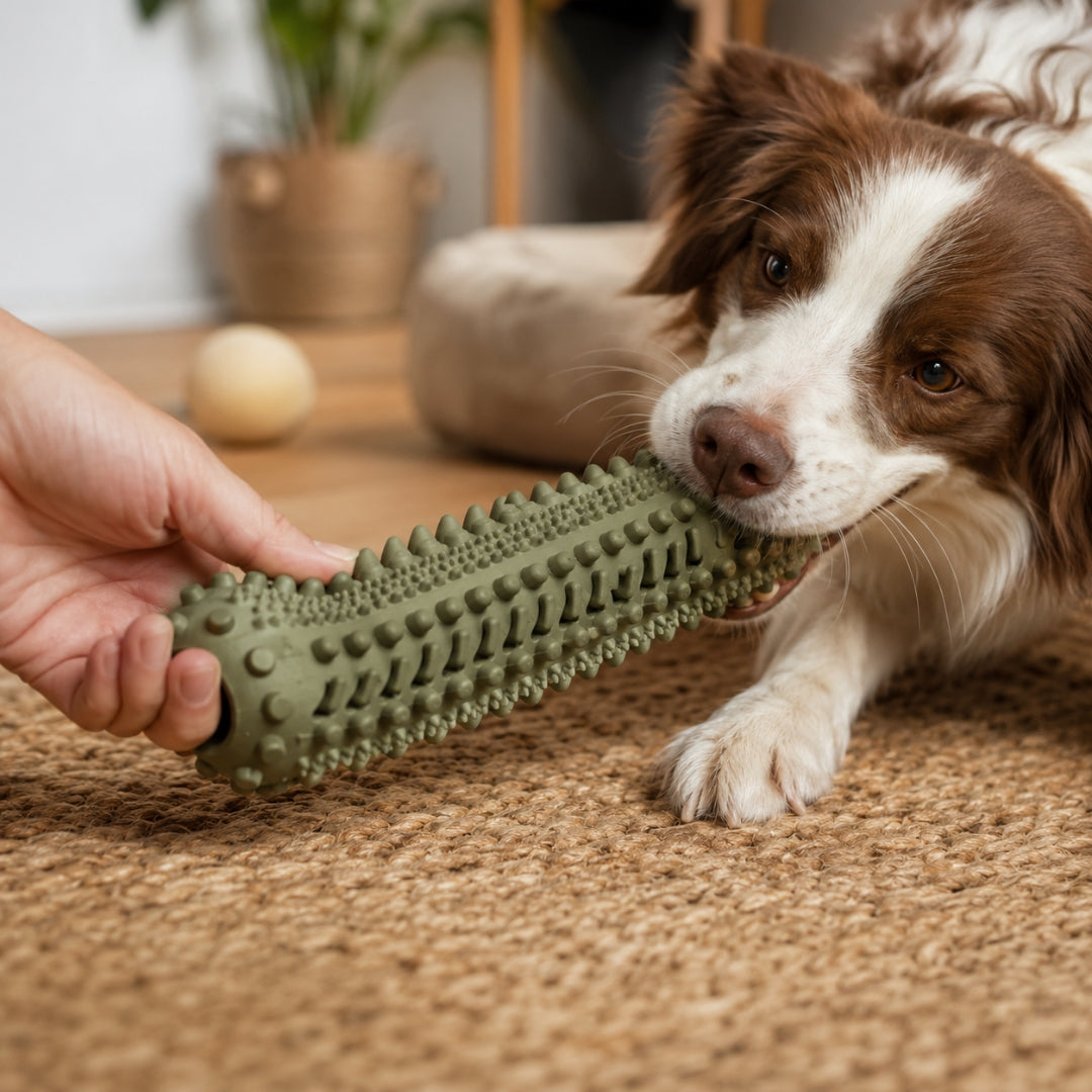 Toys & Chews