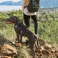 No Pull Dog Harness with Locator Protective Cover