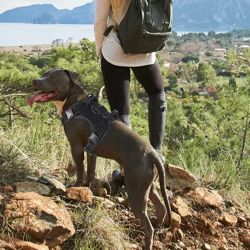No Pull Dog Harness with Locator Protective Cover