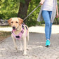 No Pull Dog Harness with Locator Protective Cover