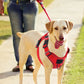 No Pull Dog Harness with Locator Protective Cover