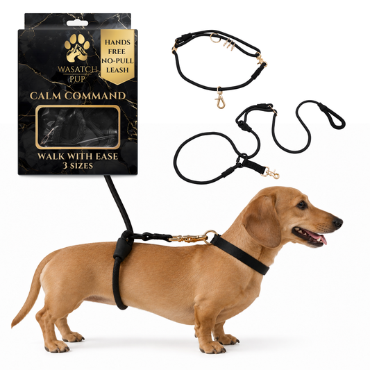 Hands Free No-Pull Dog Leash for Walking Control