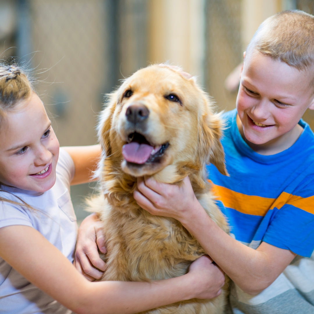 Two children holding a golden retriever dog indoors