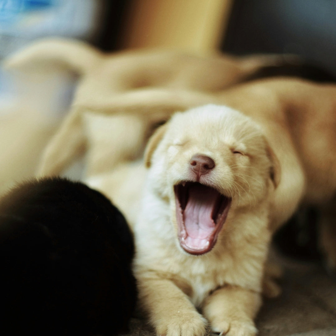 Puppy yawning with another puppy in the background