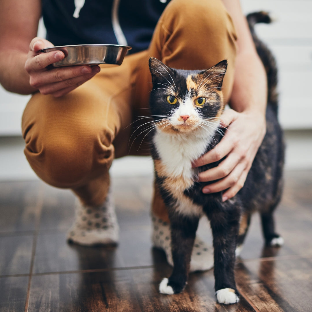 Person holding a metal bowl and a calico cat on a wooden floor.