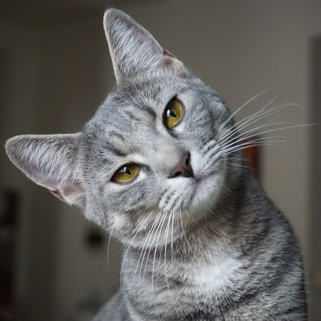 Gray cat with yellow eyes looking to the side against a blurred background