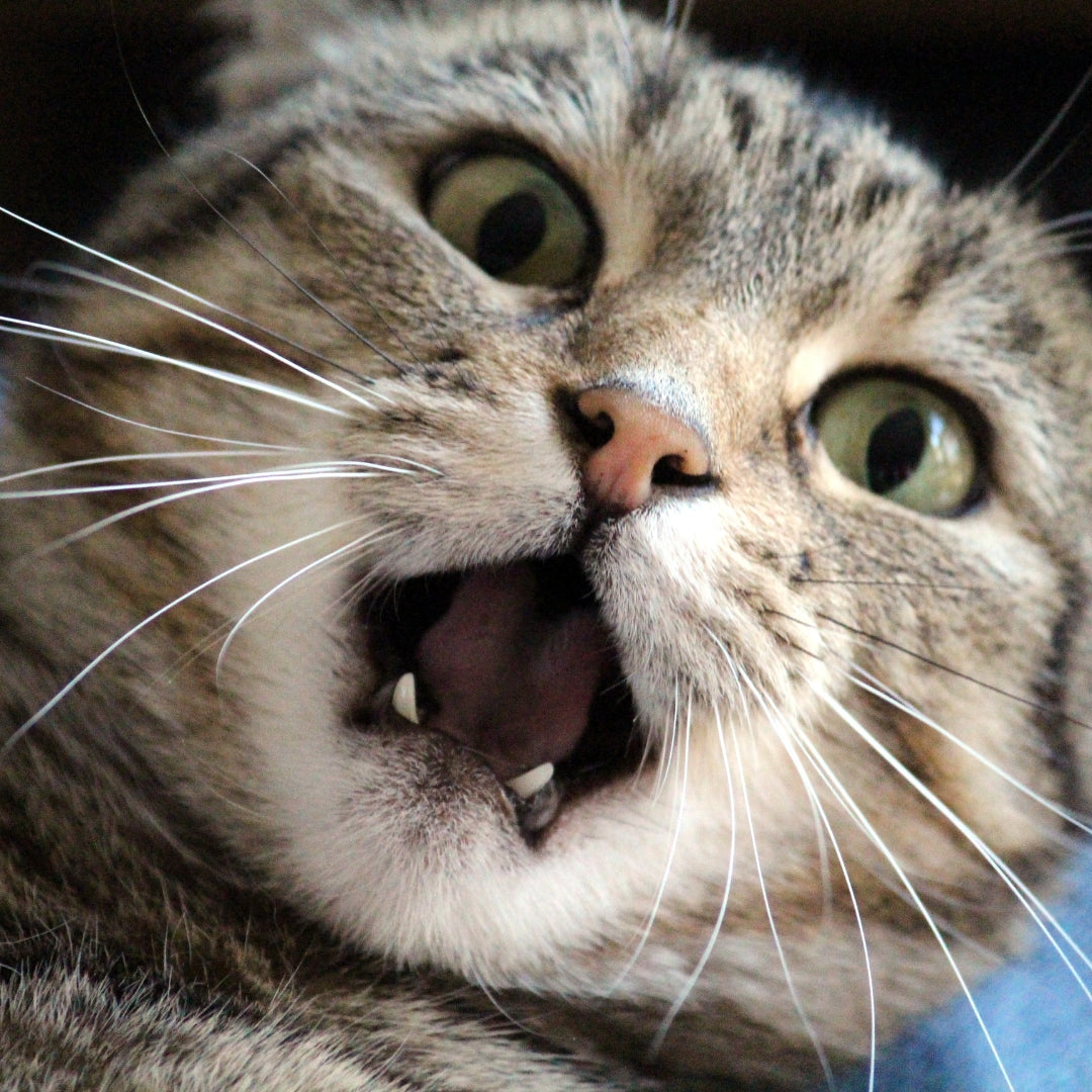 Close-up of a cat with wide eyes and open mouth